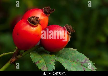 Hundsrose (Rosa Canina Agg.), Früchte - Nahaufnahme Stockfoto