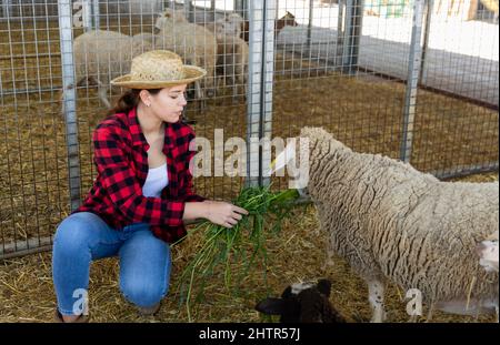 Frau, die sich um Schafe kümmert Stockfoto