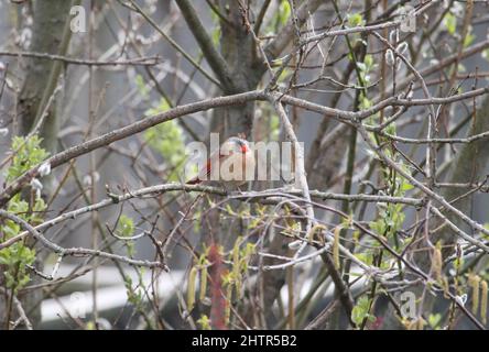 Der nördliche Kardinal (Cardinalis cardinalis) thronte Anfang des Frühlings auf dem Ast eines Baumes Stockfoto