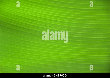 Bananenblätter aus nächster Nähe Stockfoto