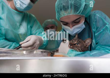 Veterinärteam für die Behandlung von kranken Katzen, Tierklinik. Vorbereitung der Katze für die Operation durch Rasieren Bauch. Stockfoto