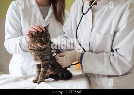Veterinärteam für die Behandlung von kranken Katzen, Pflege Tiergesundheitskonzept, Tierklinik Stockfoto