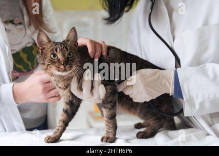 Veterinärteam für die Behandlung von kranken Katzen, Pflege Tiergesundheitskonzept, Tierklinik Stockfoto