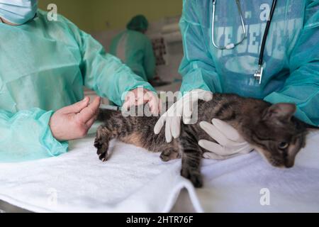 Veterinärteam für die Behandlung von kranken Katzen, Pflege Tiergesundheitskonzept, Tierklinik Stockfoto