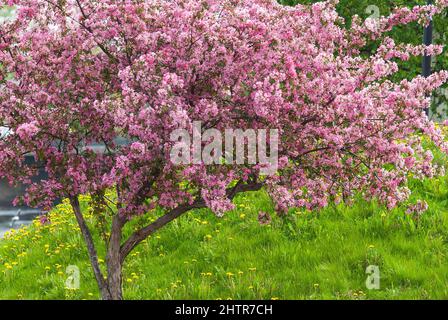 Krabbenapfelbaum in voller Blüte, rosa Blüten, gelbe Dandelionblüten und grünes Gras. Stockfoto