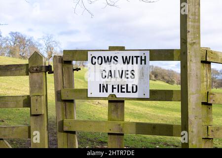 Heddon on the Wall, Northumberland England: 8.. Februar 2022: Ein Warnschild auf landwirtschaftlichen Kühen mit Kälbern auf dem Feld Stockfoto