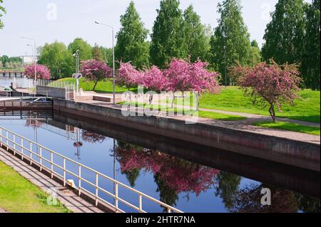 Kanalschloss, Krabbenapfelbäume in voller Blüte. Stadt Joensuu, Finnland. Stockfoto