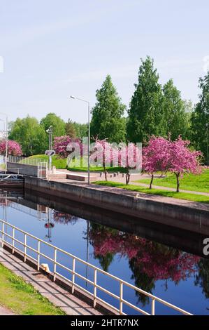 Kanalschloss, Krabbenapfelbäume in voller Blüte. Stadt Joensuu, Finnland. Stockfoto