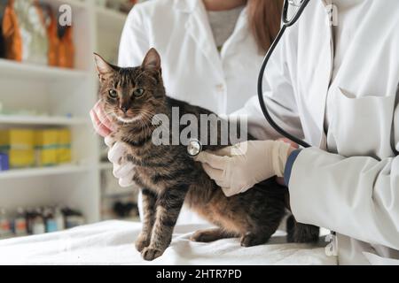 Veterinärteam für die Behandlung von kranken Katzen, Pflege Tiergesundheitskonzept, Tierklinik Stockfoto