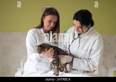 Veterinärteam für die Behandlung von kranken Katzen, Pflege Tiergesundheitskonzept, Tierklinik Stockfoto