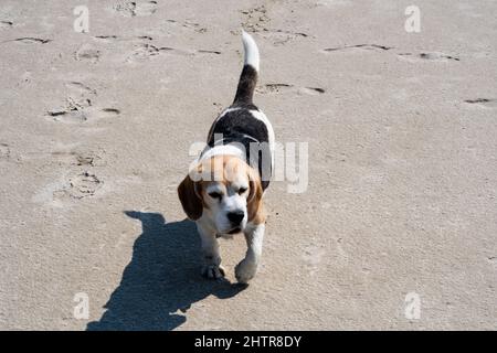 Neun Jahre alter Beagle am riesigen Strand in St. Peter Ording Stockfoto