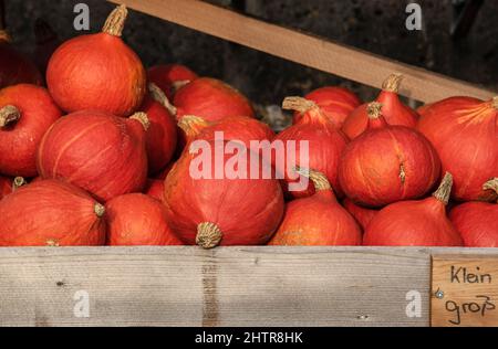 Rote Squashes an einem zum Verkauf stehenden Marktstand mit deutscher Aufschrift für groß und klein Stockfoto
