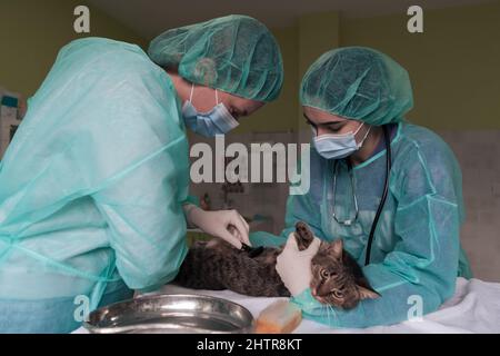 Veterinärteam für die Behandlung von kranken Katzen, Tierklinik. Vorbereitung der Katze für die Operation durch Rasieren Bauch. Stockfoto
