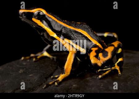 Dreigestreifter Giftfrosch (Amereega trivittata) Stockfoto