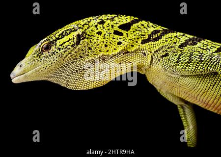 Gelber Baumwächter (Varanus reisingeri) Stockfoto