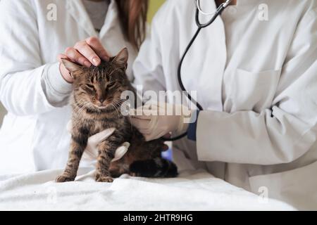 Veterinärteam für die Behandlung von kranken Katzen, Pflege Tiergesundheitskonzept, Tierklinik Stockfoto