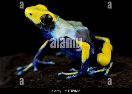 Färben von Dart Frog (Dendrobates Tinctorius) Stockfoto