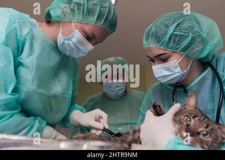 Veterinärteam für die Behandlung von kranken Katzen, Tierklinik. Vorbereitung der Katze für die Operation durch Rasieren Bauch. Stockfoto