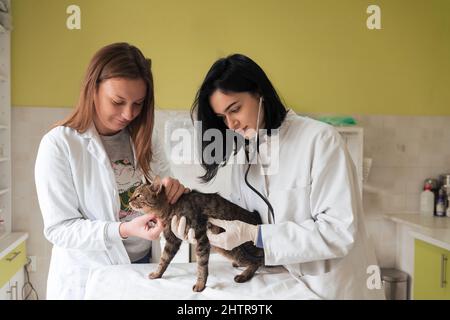 Veterinärteam für die Behandlung von kranken Katzen, Pflege Tiergesundheitskonzept, Tierklinik Stockfoto