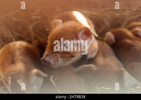 Gloucester Old Spot Tamworth Cross Rare Breed Ferkel on Farm | Hausschweine mit schwarzen Flecken Stockfoto