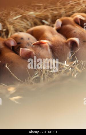 Gloucester Old Spot Tamworth Cross Rare Breed Ferkel on Farm | Hausschweine mit schwarzen Flecken Stockfoto