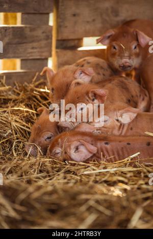 Gloucester Old Spot Tamworth Cross Rare Breed Ferkel on Farm | Hausschweine mit schwarzen Flecken Stockfoto