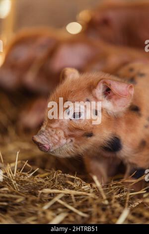 Gloucester Old Spot Tamworth Cross Rare Breed Ferkel on Farm | Hausschweine mit schwarzen Flecken Stockfoto