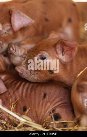 Gloucester Old Spot Tamworth Cross Rare Breed Ferkel on Farm | Hausschweine mit schwarzen Flecken Stockfoto