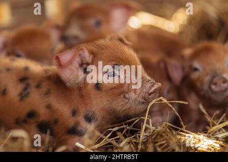 Gloucester Old Spot Tamworth Cross Rare Breed Ferkel on Farm | Hausschweine mit schwarzen Flecken Stockfoto