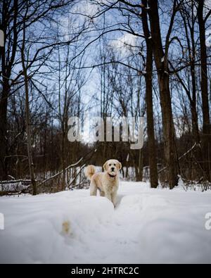 Nahaufnahme eines goldenen Kritzels, der im verschneiten Wald steht Stockfoto