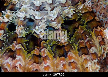 Detail der getarnten Brustflosse eines Skorpionfisches auf einem Korallenriff in Raja Ampat, Indonesien. Stockfoto