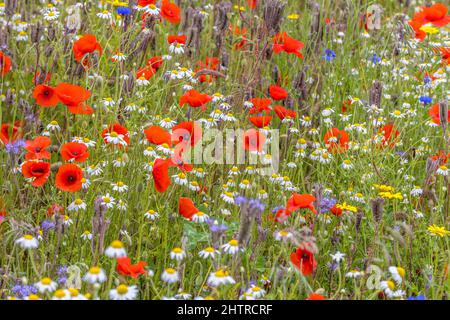 Wild Flower Garden, Wildblumen, Mohn, Daisy, Kornblume Stockfoto