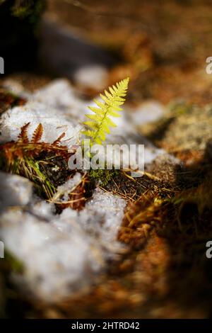 Vertikale Nahaufnahme eines Farnzweiges, der neben schmelzendem Schnee vom Boden aufwächst. Stockfoto