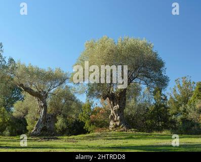 Feld der mediterranen Olivenbäume in Bolgheri, Toskana, Italien. Weltlicher Olivenbaum im Winter, nach dem Beschneiden Stockfoto