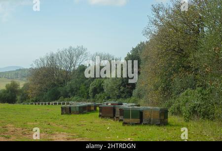 Bienenstöcke auf der Wiese der toskanischen Landschaft. Bienenstöcke aus Holz. Honig gesunde Lebensmittel Stockfoto