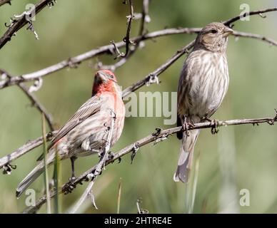 Haus Finch männlich (links) und weiblich auf einem Ast thront. Stanford, Santa Clara County, Kalifornien, USA. Stockfoto