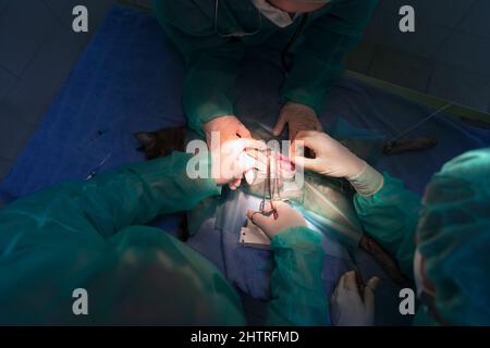 Ein Chirurg und ein Tierarzt führen in einem Tierkrankenhaus Kastration oder Sterilisation an einer Katze durch. Stockfoto