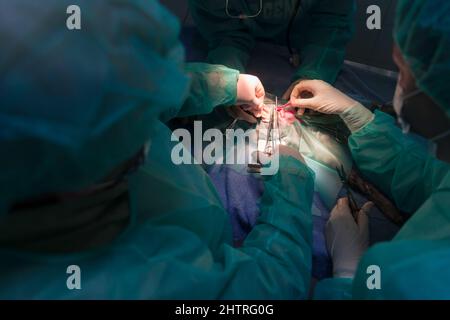 Ein Chirurg und ein Tierarzt führen in einem Tierkrankenhaus Kastration oder Sterilisation an einer Katze durch. Stockfoto