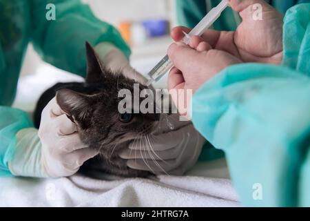 Chirurgen oder Ärztin in der Tierklinik, die eine niedliche kranke Katze für die Operation vorbereitet und Tropfen in die Augen der Katze legt, um sie während der Behandlung zu schützen. Stockfoto