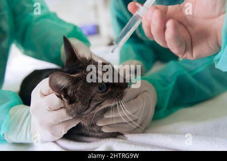 Chirurgen oder Ärztin in der Tierklinik, die eine niedliche kranke Katze für die Operation vorbereitet und Tropfen in die Augen der Katze legt, um sie während der Behandlung zu schützen. Stockfoto