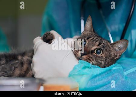 Chirurgen oder Ärztin in der Tierklinik, die eine niedliche kranke Katze für die Operation vorbereitet und Tropfen in die Augen der Katze legt, um sie während der Behandlung zu schützen. Stockfoto