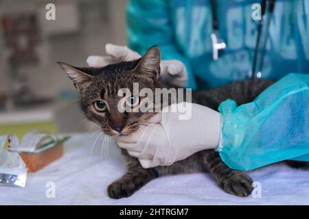 Veterinärteam für die Behandlung von kranken Katzen, Pflege Tiergesundheitskonzept, Tierklinik Stockfoto