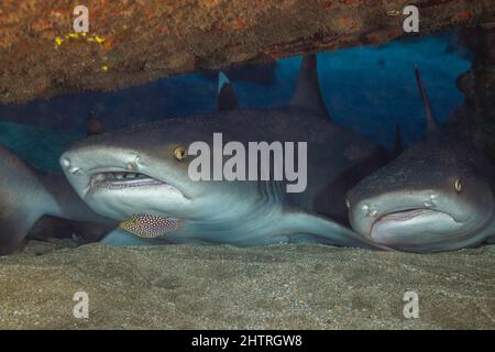 Weißspitzenriffhaie, Triaenodon obesus, sind eine der wenigen Haiarten, die auf dem Boden, Hawaii, anhalten und ruhen können. Eine endemische Hawaiianische Weiße Stockfoto