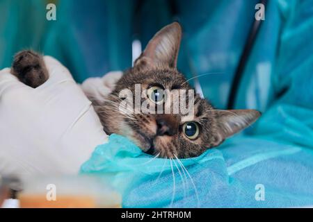 Chirurgen oder Ärztin in der Tierklinik, die eine niedliche kranke Katze für die Operation vorbereitet und Tropfen in die Augen der Katze legt, um sie während der Behandlung zu schützen. Stockfoto