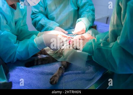 Ein Chirurg und ein Tierarzt führen in einem Tierkrankenhaus Kastration oder Sterilisation an einer Katze durch. Stockfoto