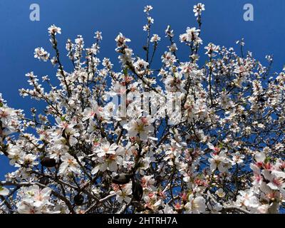 Mandelbaum Zweig mit Blumen und blauen Himmel. Unterer Schuss. Selektiver Fokus und Nahaufnahme. Stockfoto