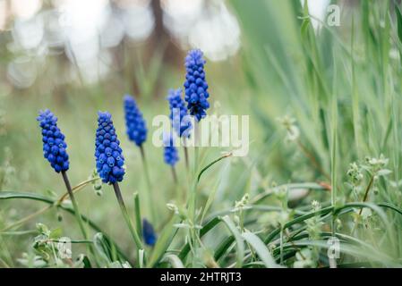 Frühlingshafte blaue Muscari oder Traubenhyzinthblüten im Garten Stockfoto