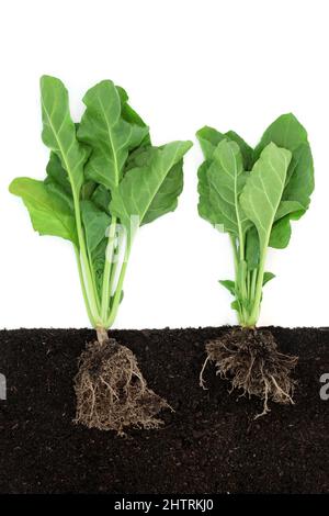 Spinatpflanzen wachsen im Boden mit Wurzelballen, Querschnittsansicht mit Wurzelballen. Immune Boosting gesunde Lebensmittel sehr reich an Antioxidantien und Vitaminen. Stockfoto