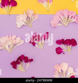 Farbblock floral flach legen mit Blütenblättern Stockfoto