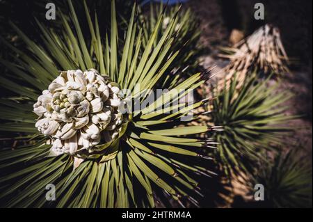 Blühende Blüte einer Yucca brevifolia im Joshua Tree National Park in Kalifornien, USA Stockfoto